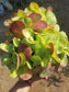 Kalanchoe Luciae Fantastic Variegated Crested - Beaultiful Desert Plants 