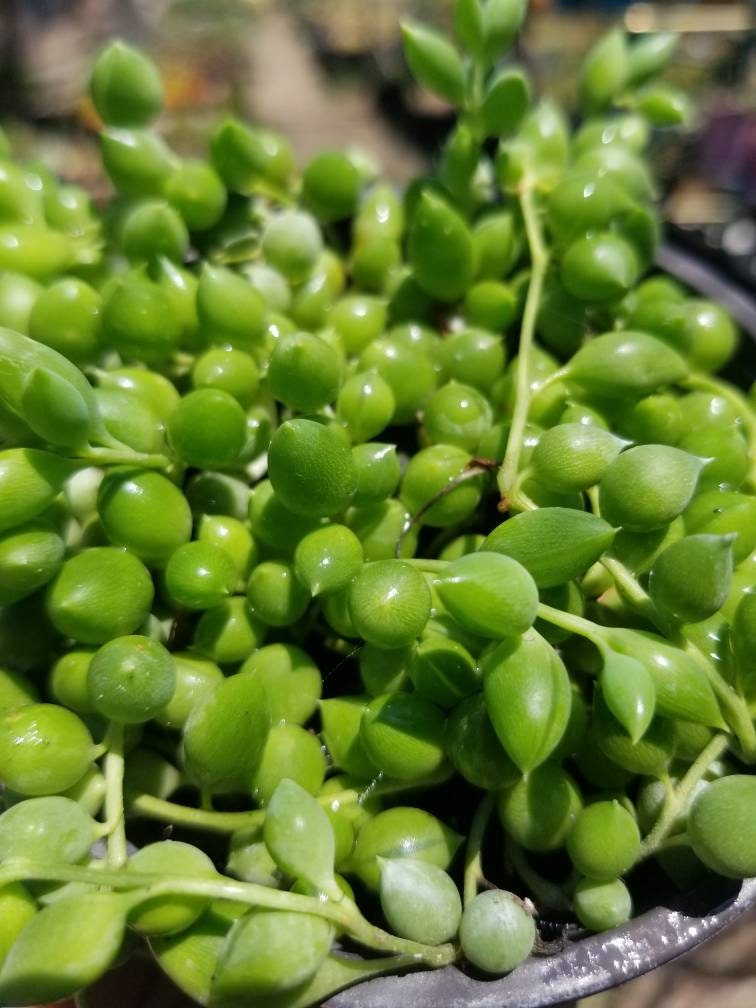 Senecio herreianus Strings of Tears or Raindrops (4" Pot) - Beaultiful Desert Plants 