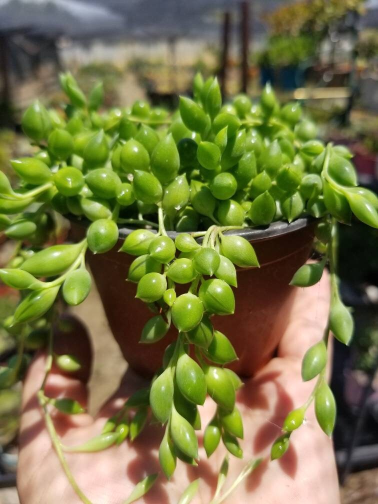 succulent tears String of Tears Senecio Herreianus 4 inch by Succulents Box