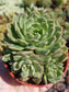 Echeveria Olivia (4" Pots) - Beaultiful Desert Plants 