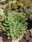 Echeveria Olivia (4" Pots) - Beaultiful Desert Plants 