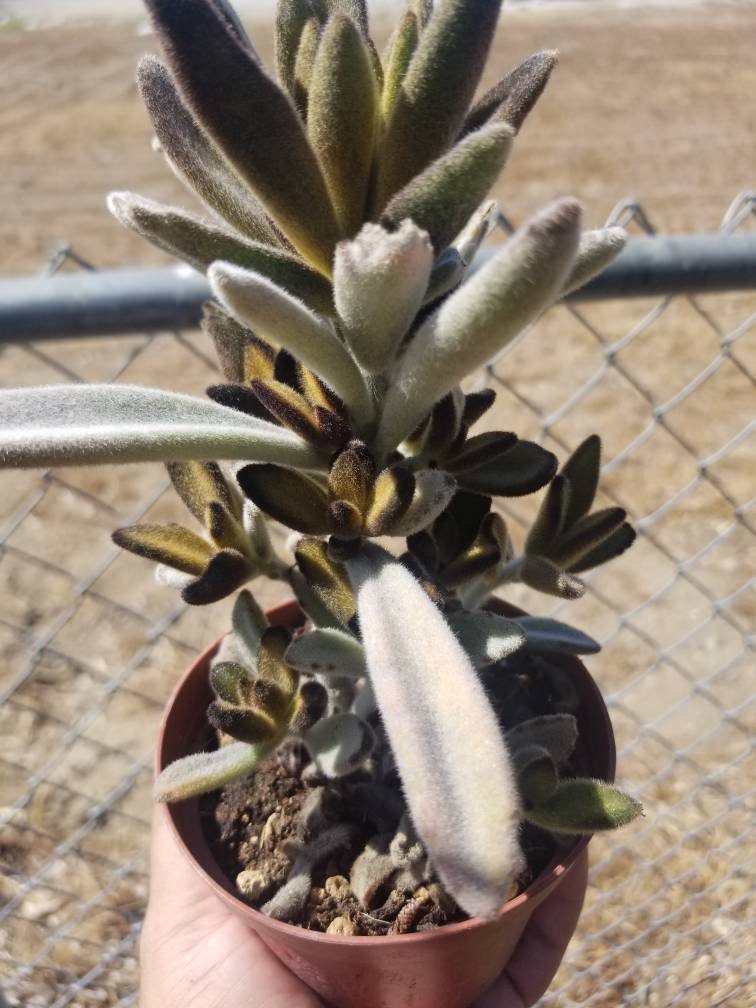 Chocolate Soldier (4"pot) - Beaultiful Desert Plants 