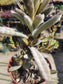 Chocolate Soldier (4"pot) - Beaultiful Desert Plants 