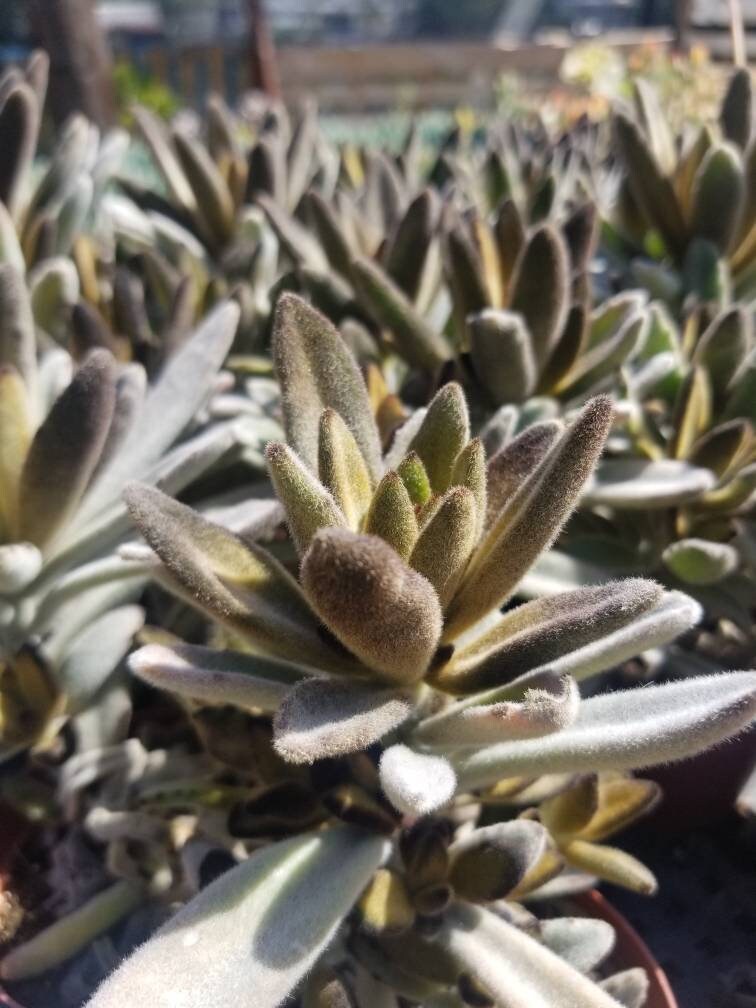 Chocolate Soldier (4"pot) - Beaultiful Desert Plants 