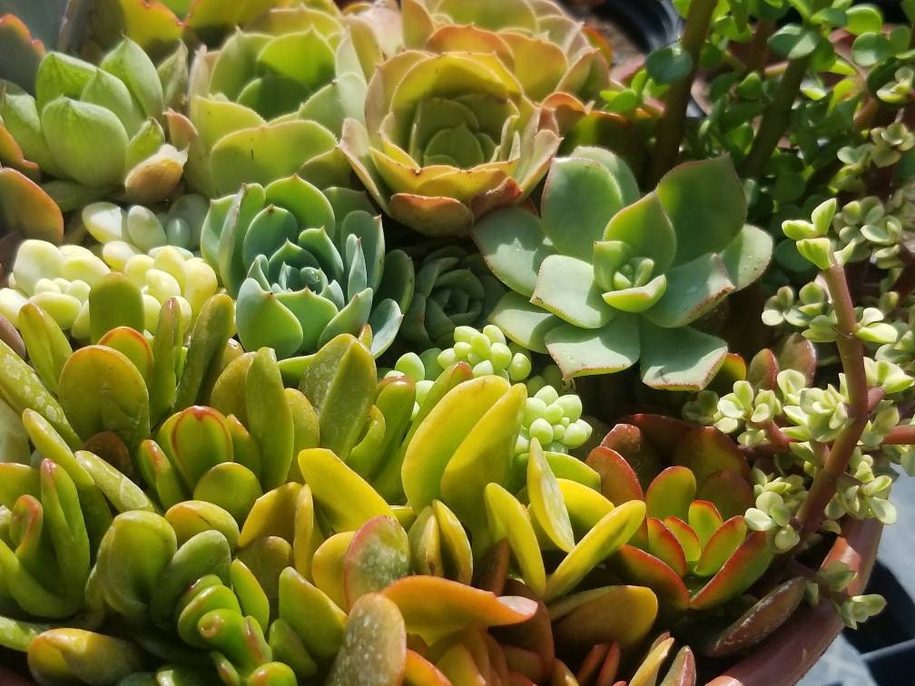 fresh succulent plants Succulents Cuttings (2 Pounds) More than 100 fresh Cuttings – Beaultiful Desert Plants
