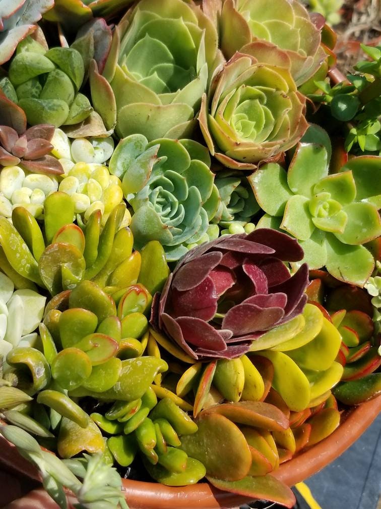 fresh succulent plants Succulents Cuttings (2 Pounds) More than 100 fresh Cuttings