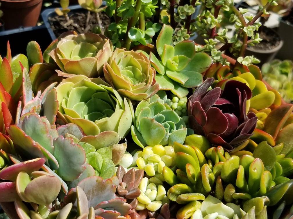 2 pounds of succulents cuttings