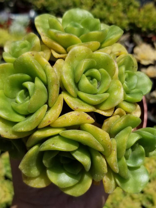 Aeonium Lily Pad Bouquet  (4" Pot) - Beaultiful Desert Plants 