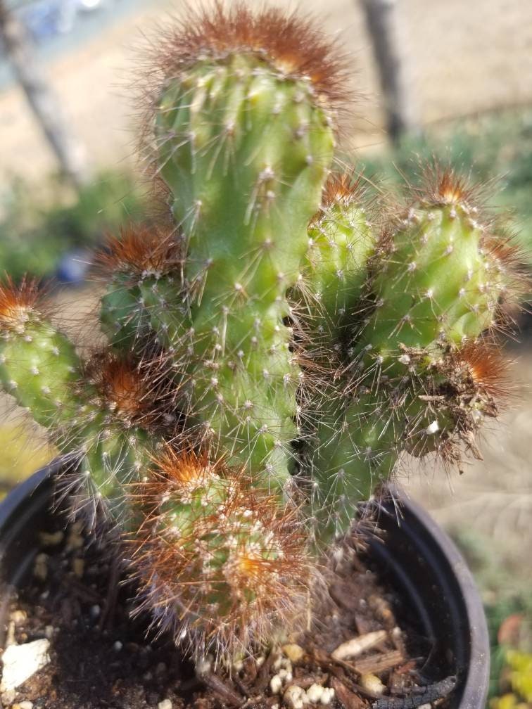 Cereus Peruvianus Mostrose (4" pot) - Beaultiful Desert Plants 