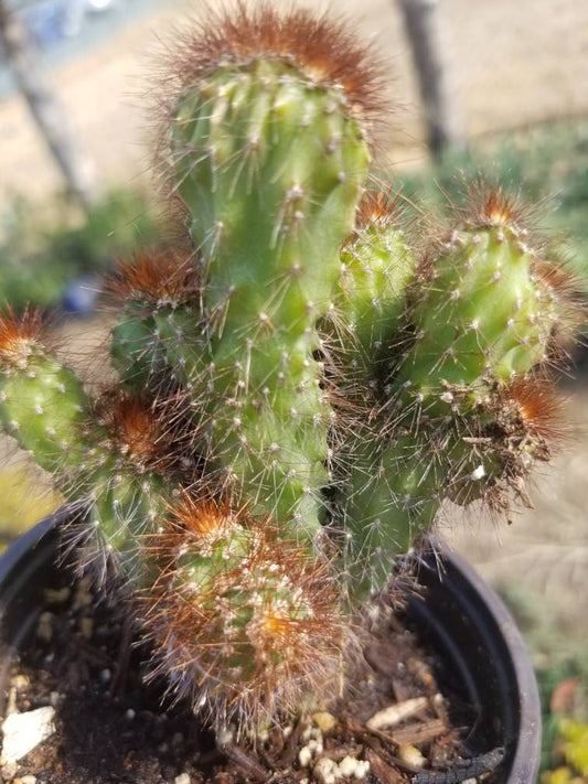 Cereus Peruvianus Mostrose (4" pot) - Beaultiful Desert Plants