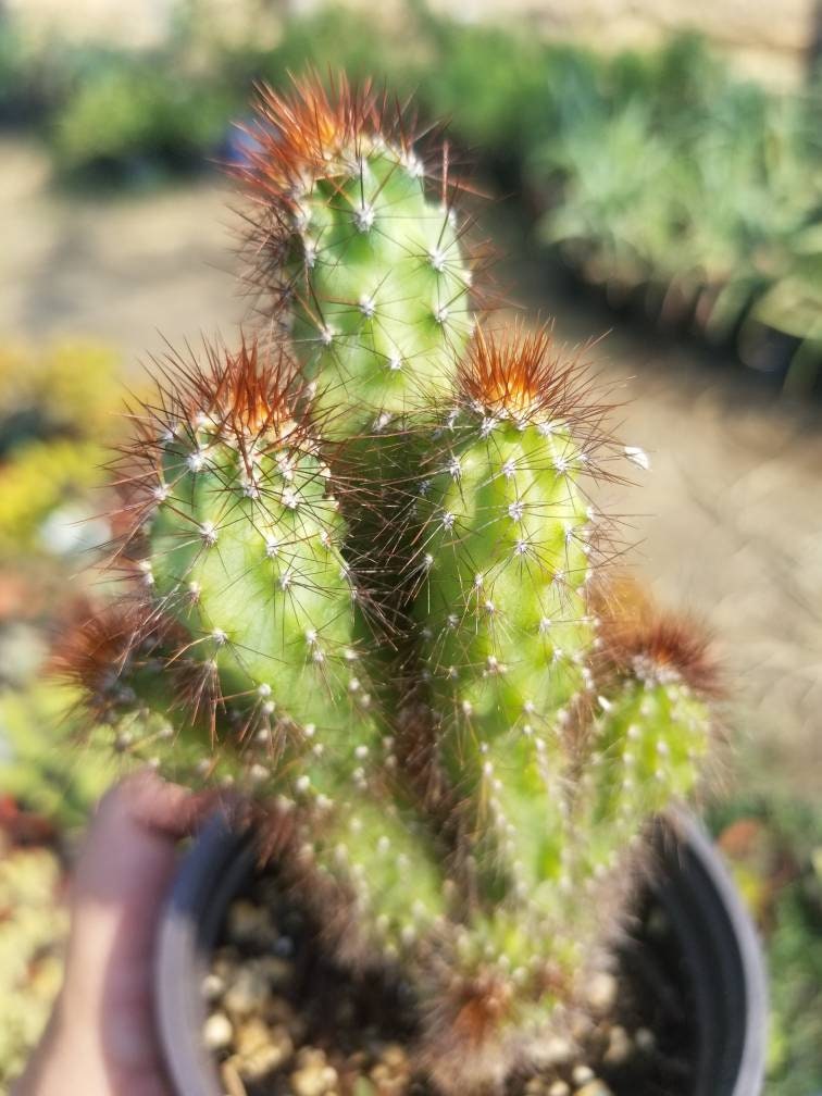 Cereus Peruvianus Mostrose (4" pot) - Beaultiful Desert Plants 