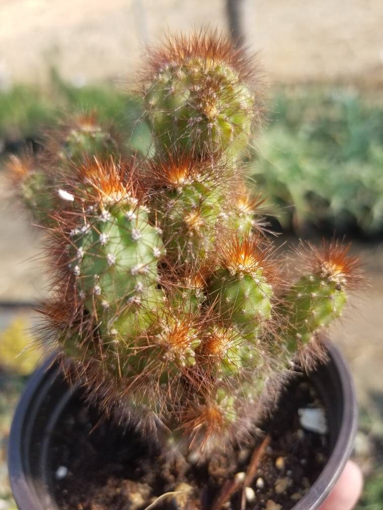 Cereus Peruvianus Mostrose (4" pot) - Beaultiful Desert Plants 