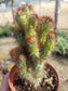 Cereus Peruvianus Mostrose (4" pot) - Beaultiful Desert Plants 