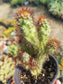 Cereus Peruvianus Mostrose (4" pot) - Beaultiful Desert Plants 