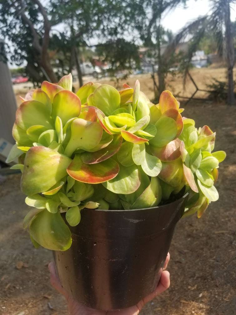 Kalanchoe Luciae Fantastic Variegated Crested - Beaultiful Desert Plants 