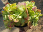 Kalanchoe Luciae Fantastic Variegated Crested - Beaultiful Desert Plants 