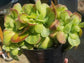 Kalanchoe Luciae Fantastic Variegated Crested - Beaultiful Desert Plants 