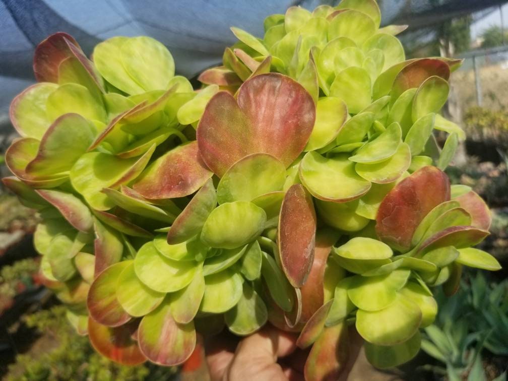 Kalanchoe Luciae Fantastic Variegated Crested - Beaultiful Desert Plants 