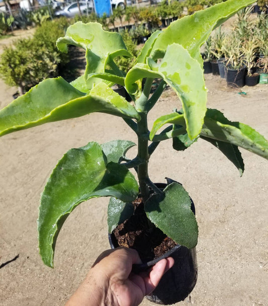 Kalanchoe Beharensis var. Subnuda Tree - Beaultiful Desert Plants 