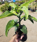 Kalanchoe Beharensis var. Subnuda Tree - Beaultiful Desert Plants 