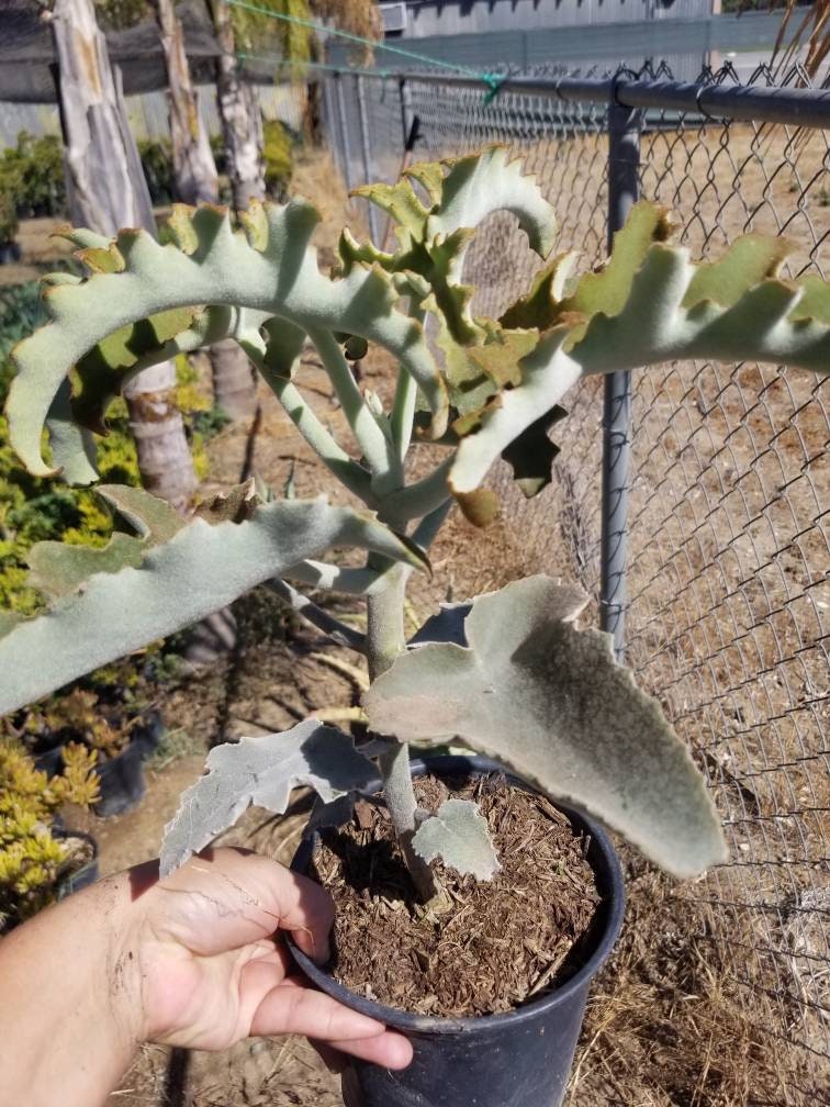elephant ear succulent plant Kalanchoe Beharensis Tree Fang "Elephant Ears" – Beaultiful Desert Plants