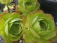 Aeonium Blushing Beauty (4" pot) - Beaultiful Desert Plants 