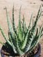 1 gal. aloe humilis