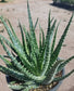 1 gal. aloe humilis