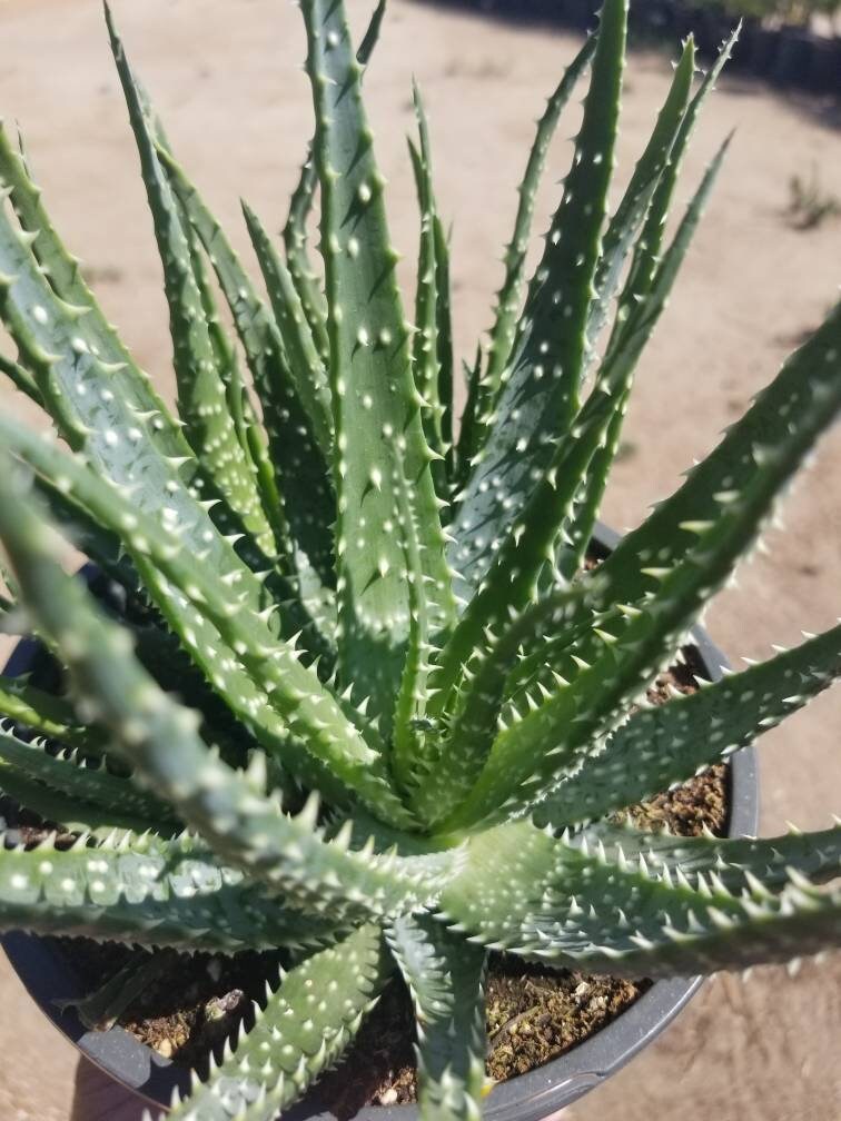 1 gal. aloe humilis