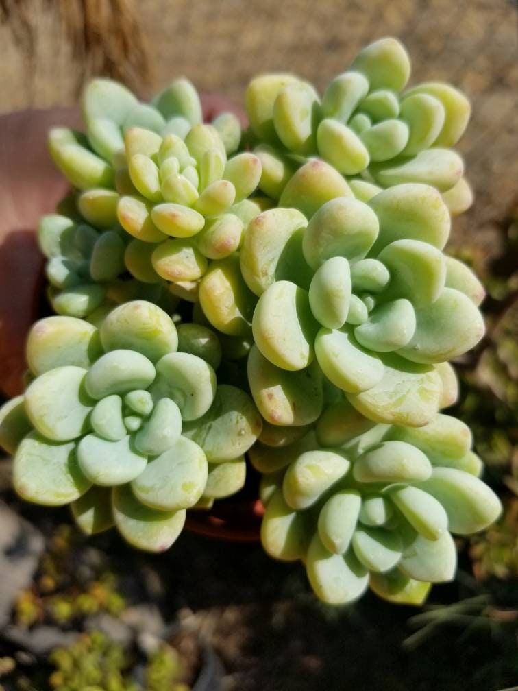 Sedum Clavatum  (4" pot) - Beaultiful Desert Plants 