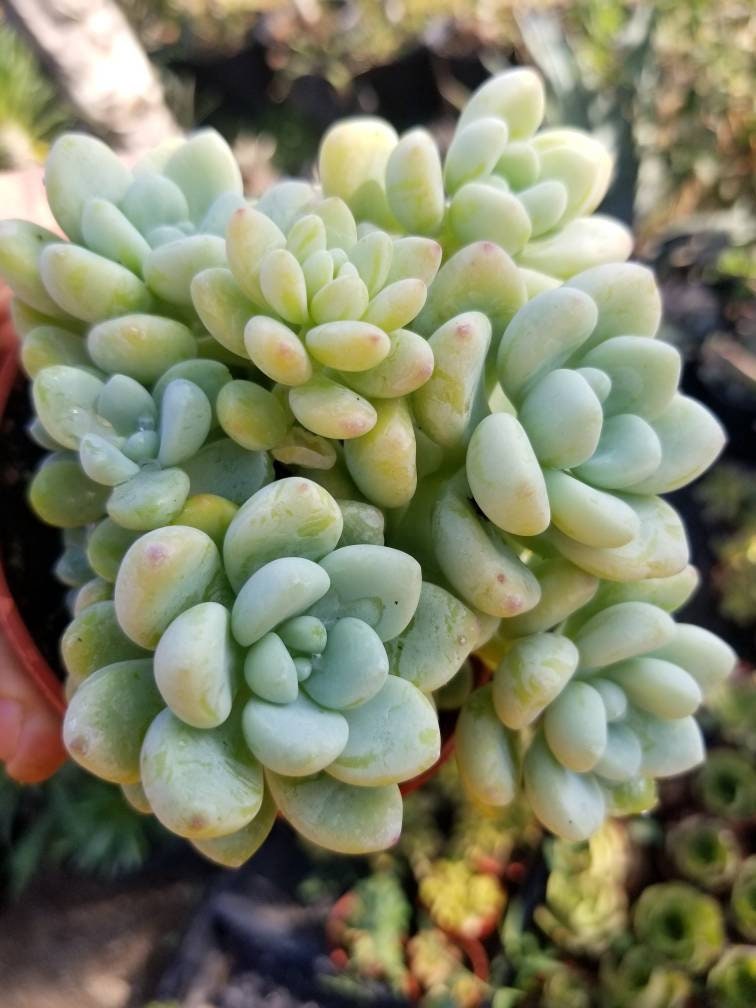 clavatum succulent Sedum clavatum 4 Inch