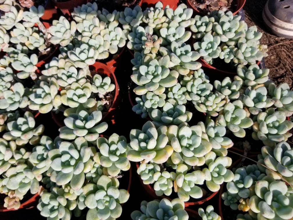 Sedum Clavatum  (4" pot) - Beaultiful Desert Plants 