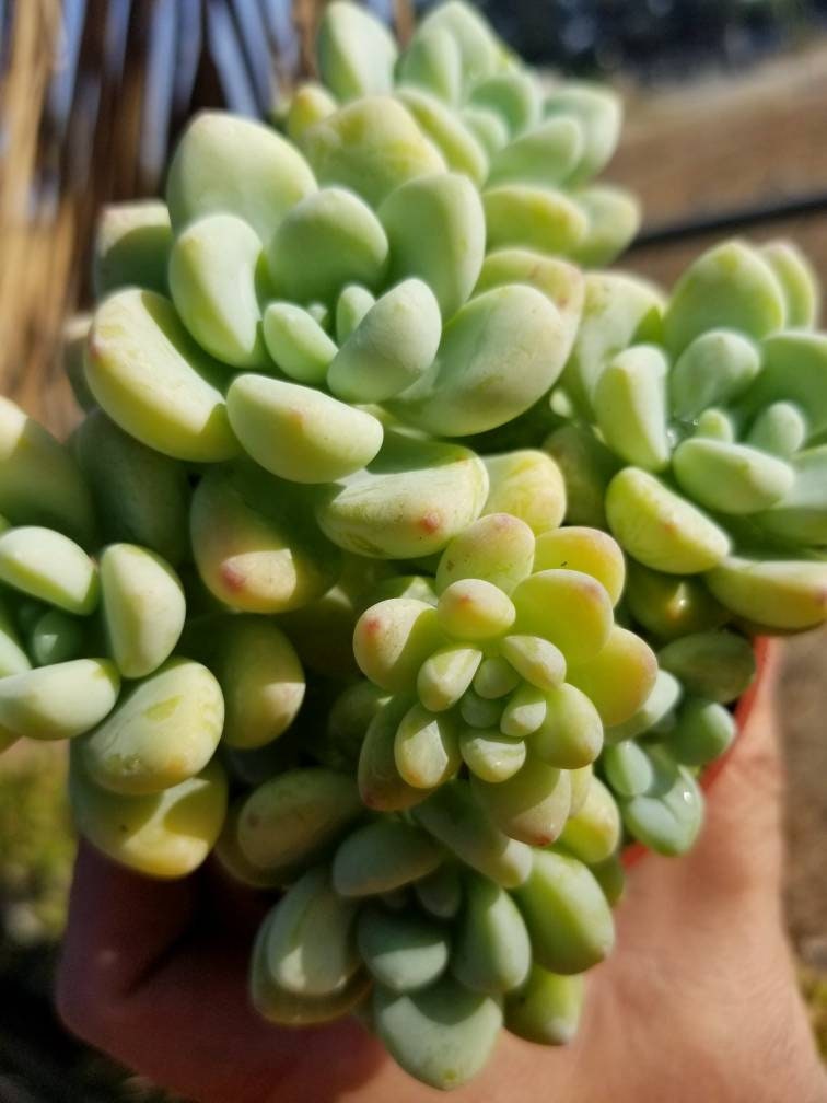 Sedum Clavatum  (4" pot) - Beaultiful Desert Plants 