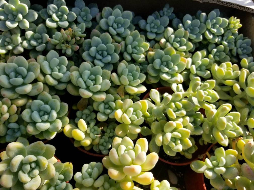 clavatum succulent Sedum clavatum 4 Inch