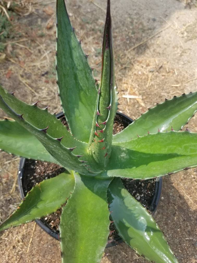 Agave Salmiana  Ferox - Beaultiful Desert Plants 