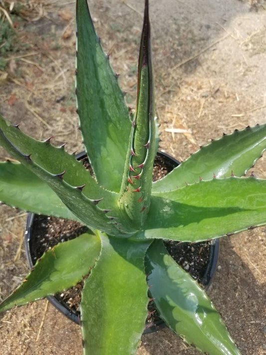 Agave Salmiana  Ferox - Beaultiful Desert Plants 