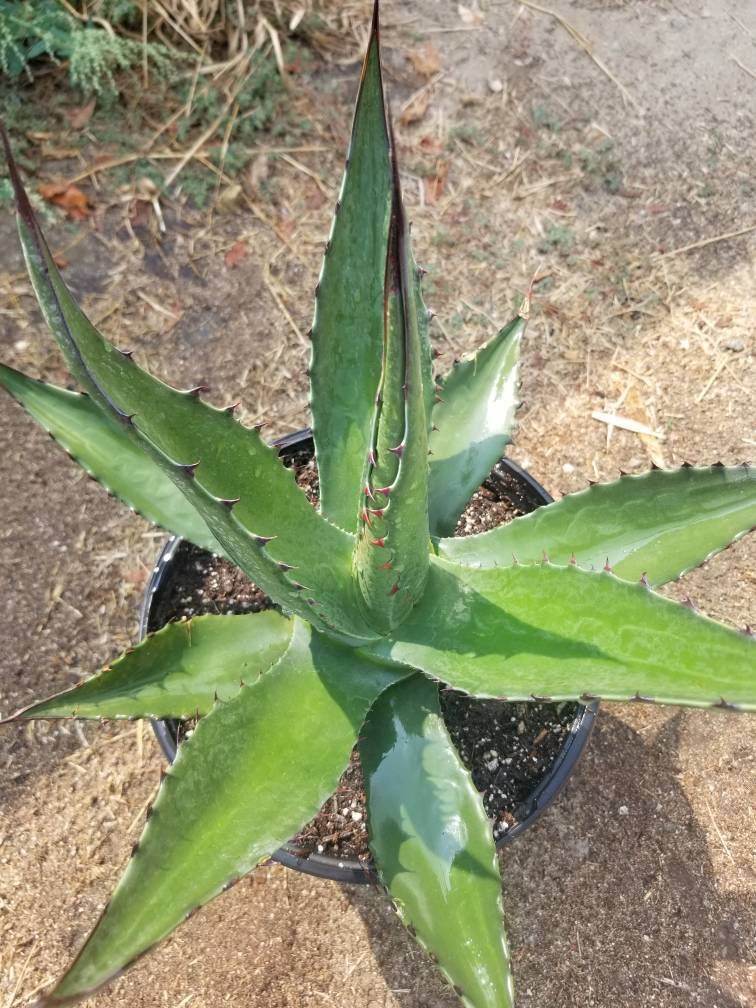 Agave Salmiana  Ferox - Beaultiful Desert Plants 