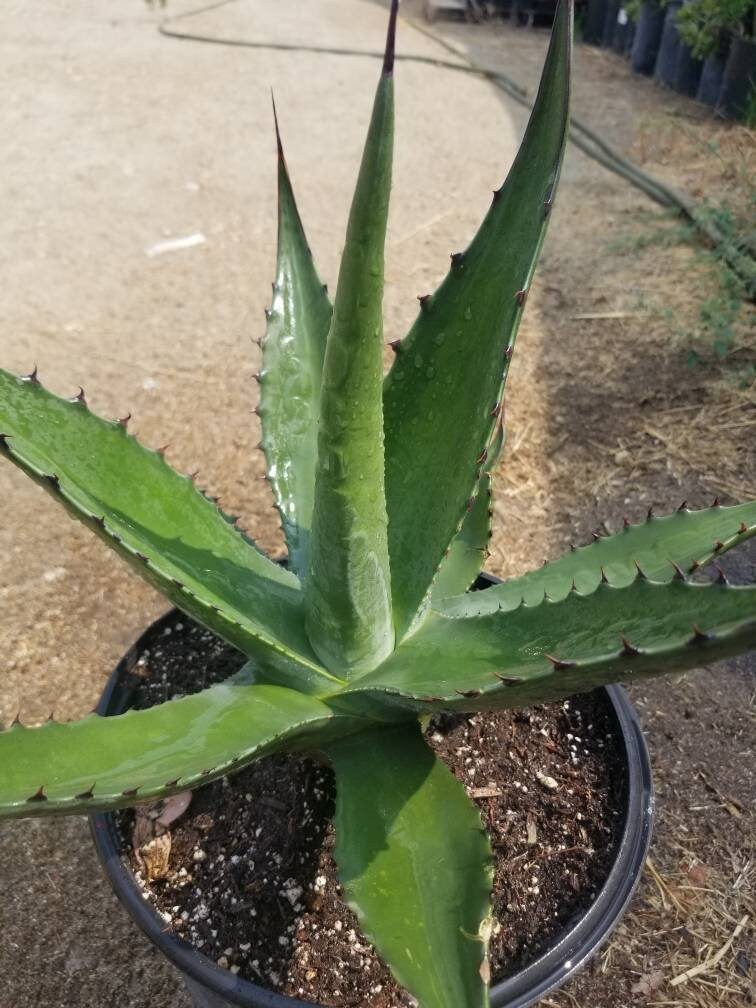 Agave Salmiana  Ferox - Beaultiful Desert Plants 