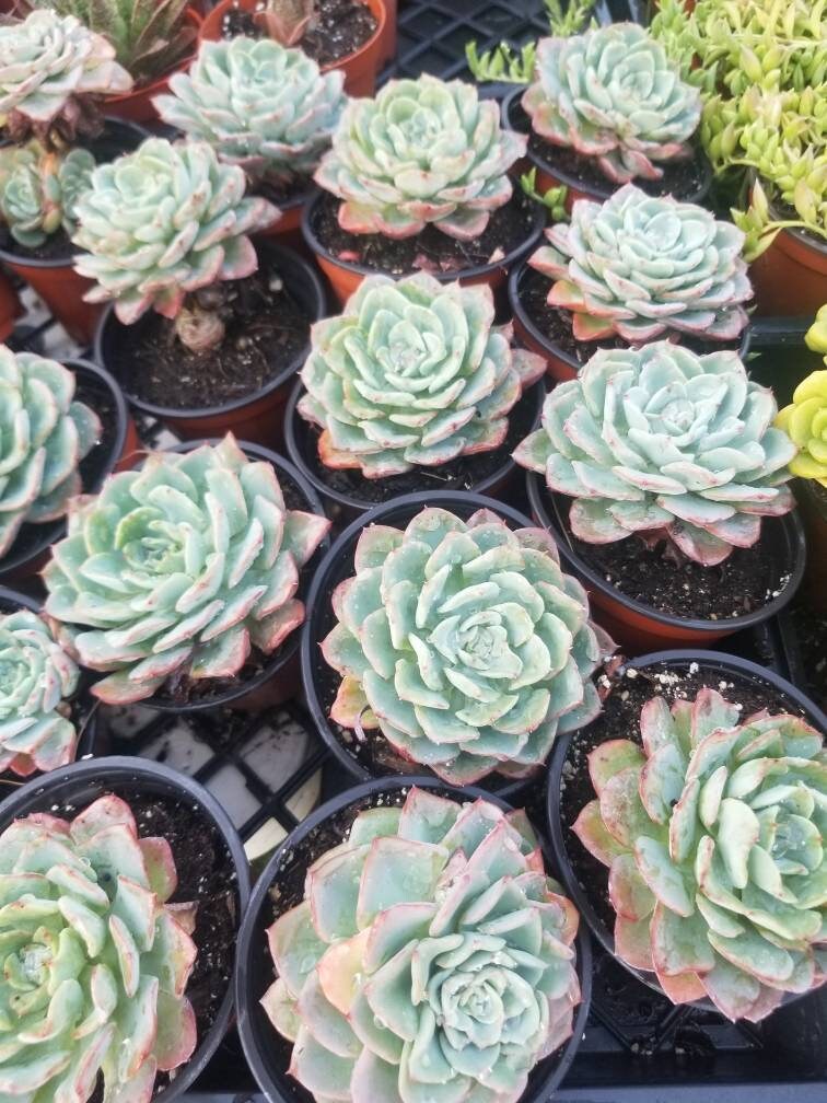 4" echeveria galaxy blue