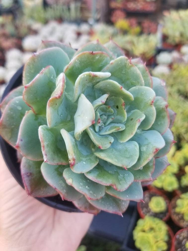 4" echeveria galaxy blue