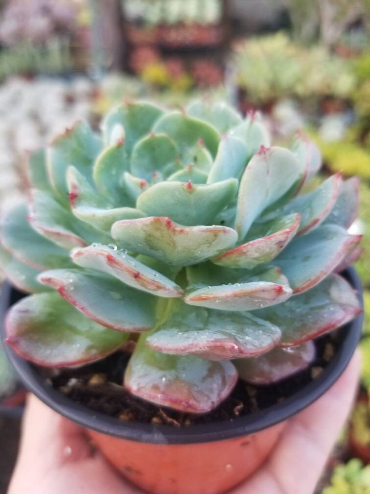 4" echeveria galaxy blue