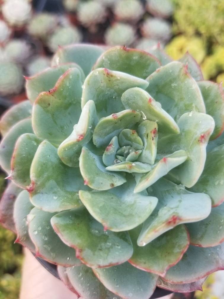 4" echeveria galaxy blue