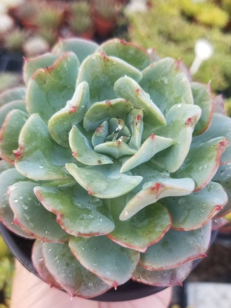 4" echeveria galaxy blue