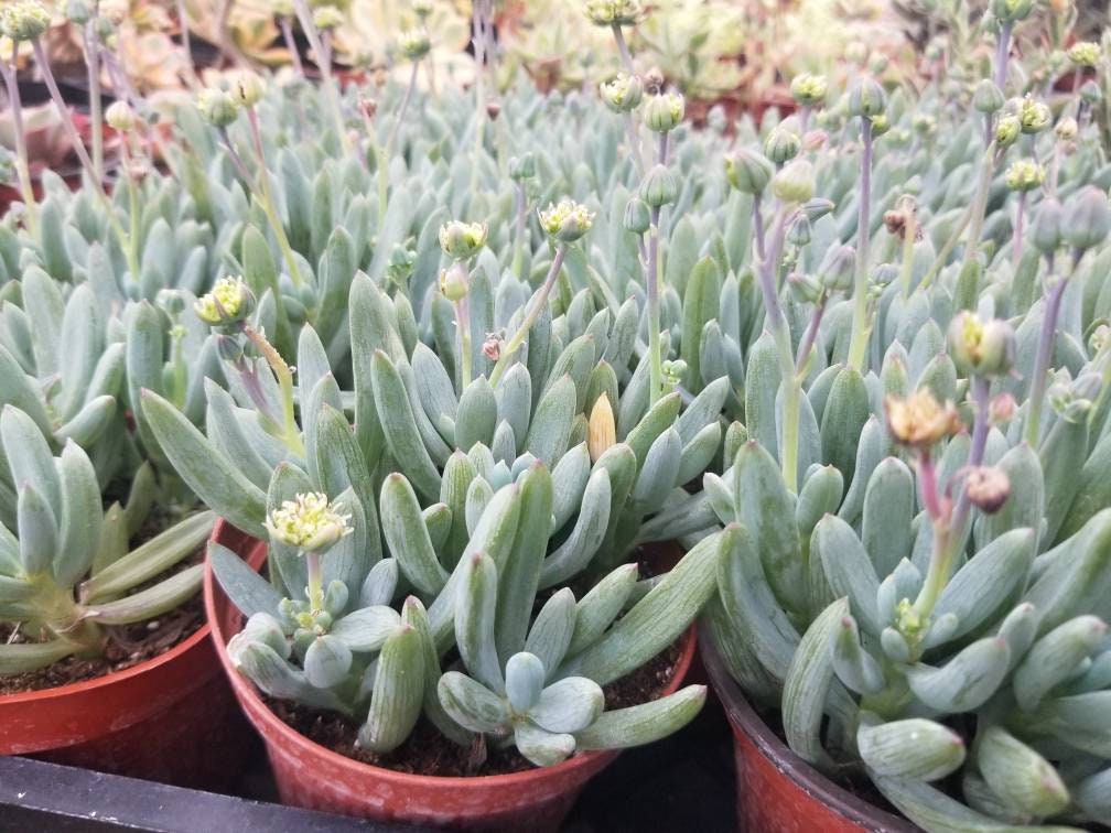 Senecio Serpents Mini Chalkstick (4" pot) - Beaultiful Desert Plants 