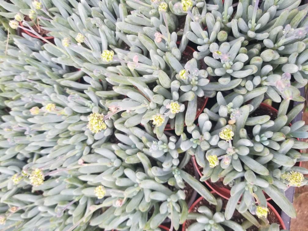 Senecio Serpents Mini Chalkstick (4" pot) - Beaultiful Desert Plants 