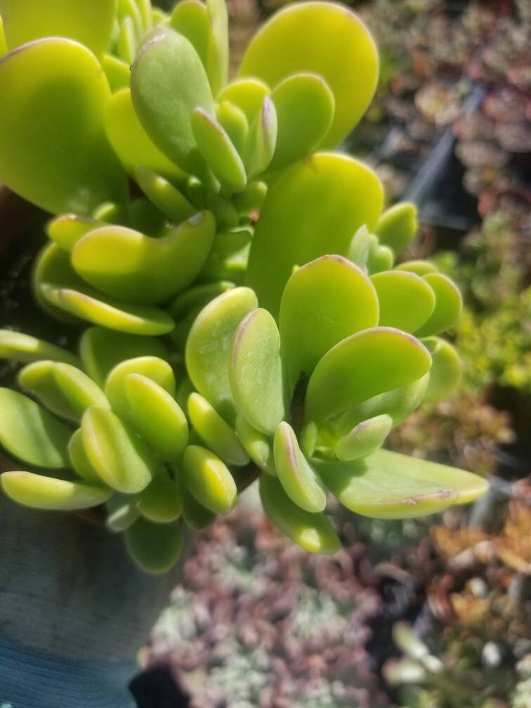 4" Trailing Purple Jade - Beaultiful Desert Plants 