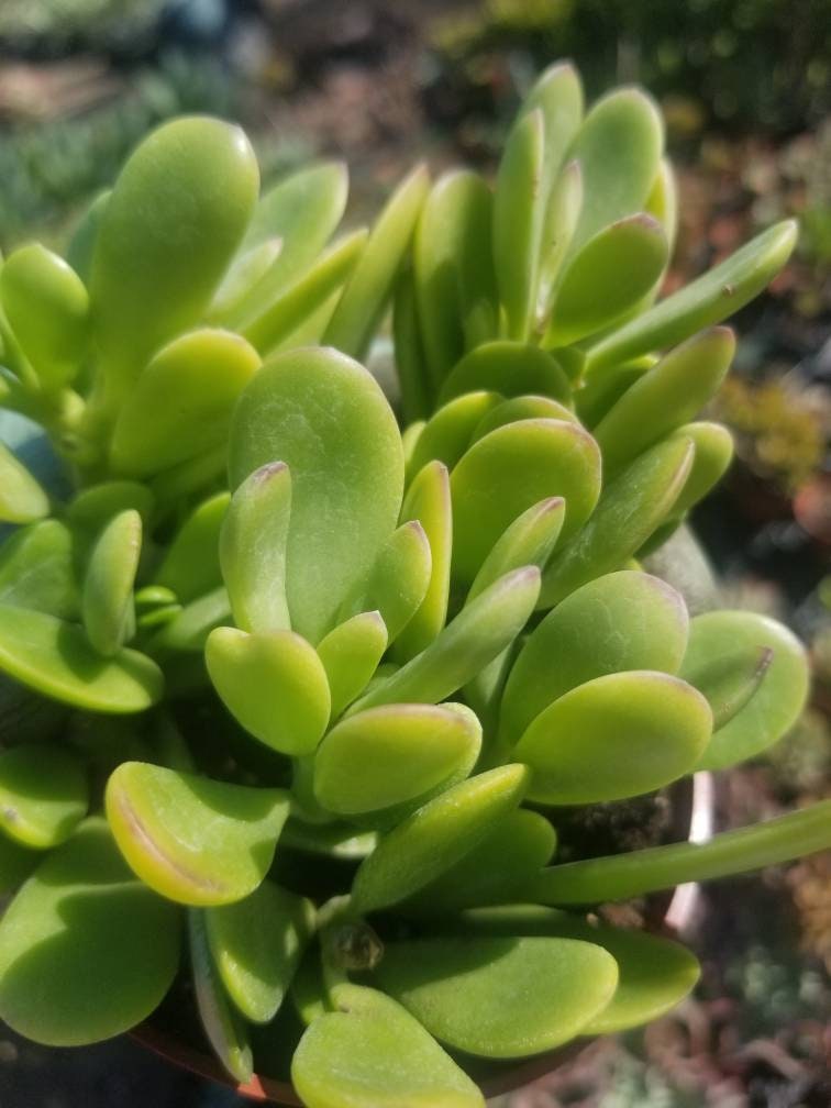 4" Trailing Purple Jade - Beaultiful Desert Plants 