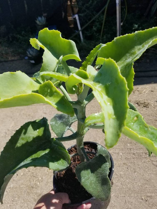 Kalanchoe Beharensis var. Subnuda Tree - Beaultiful Desert Plants 