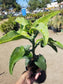 Kalanchoe Beharensis var. Subnuda Tree - Beaultiful Desert Plants 