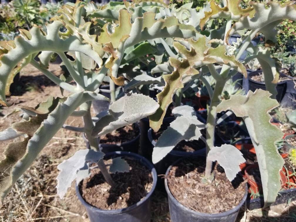 kalanchoe beharensis plant elephant ear Kalanchoe Beharensis Tree Fang "Elephant Ears"